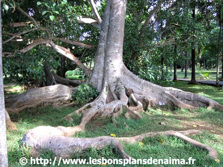 Arbre-grosse-racine.jpg