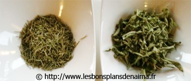 plantes-medicinales.jpg