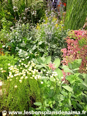 Fleurs-des-champs.jpg