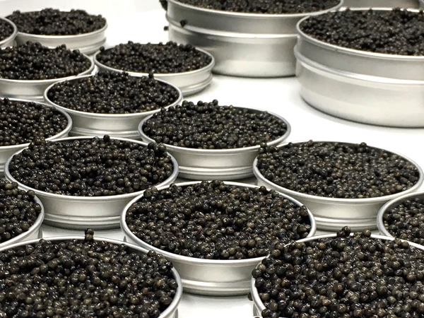 Caviar.jpg