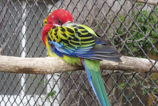 Oiseau-Jardin-D-Acclimatation.jpg