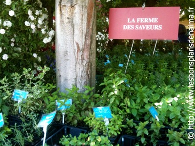 ferme-des-saveurs.jpg