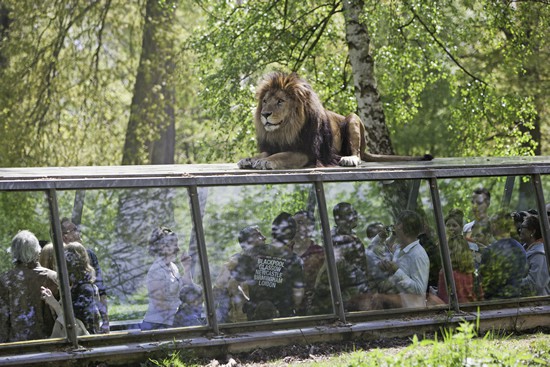 Lion-Parc-de-Thoiry.jpg