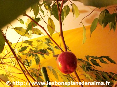 Pomme-rouge-en-bois.jpg