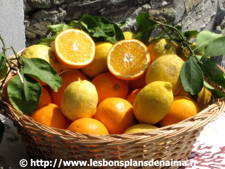 Panier-oranges-citrons.jpg