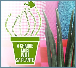 Chaque-mois-sa-plante.jpg