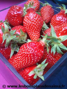 Fraises.jpg
