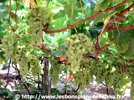 Vignes-Cinque-Terre.jpg