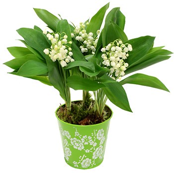 Muguet-Bebloom.jpg