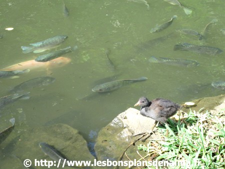 Poissons-du-lac.jpg