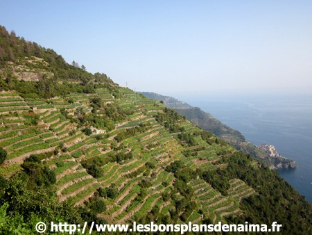 Terrasses-Parc-des-Cinque-Terre.jpg