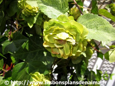 Fleur-de-houblon.jpg
