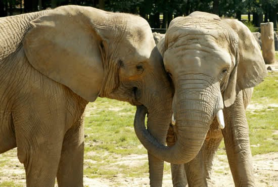 Elephant-Parc-de-Thoiry.jpg