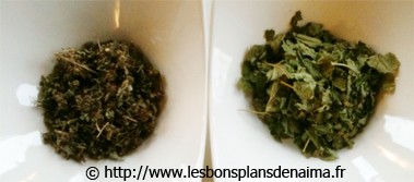 plantes-pour-tisane.jpg