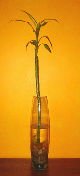 vase2.gif