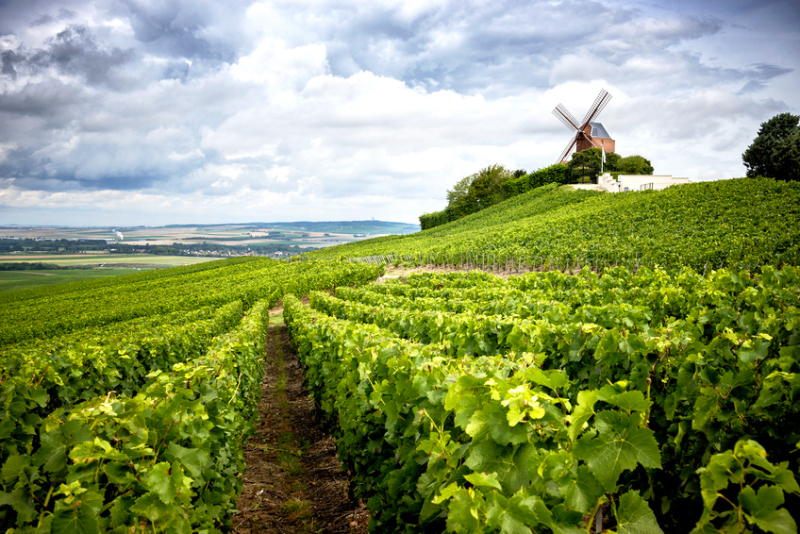 Visite de vignoble à Reims