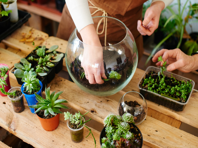 Atelier terrarium