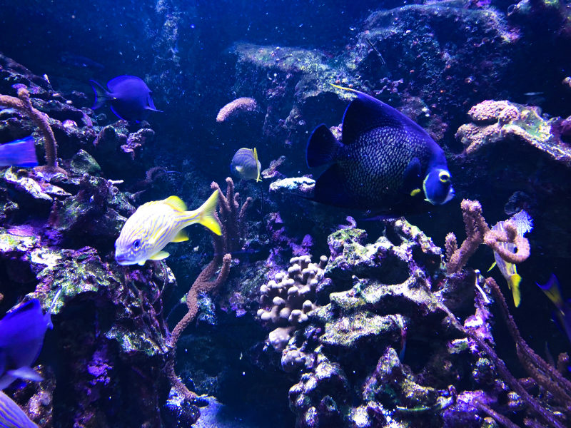 Aquarium tropical de Paris gratuit