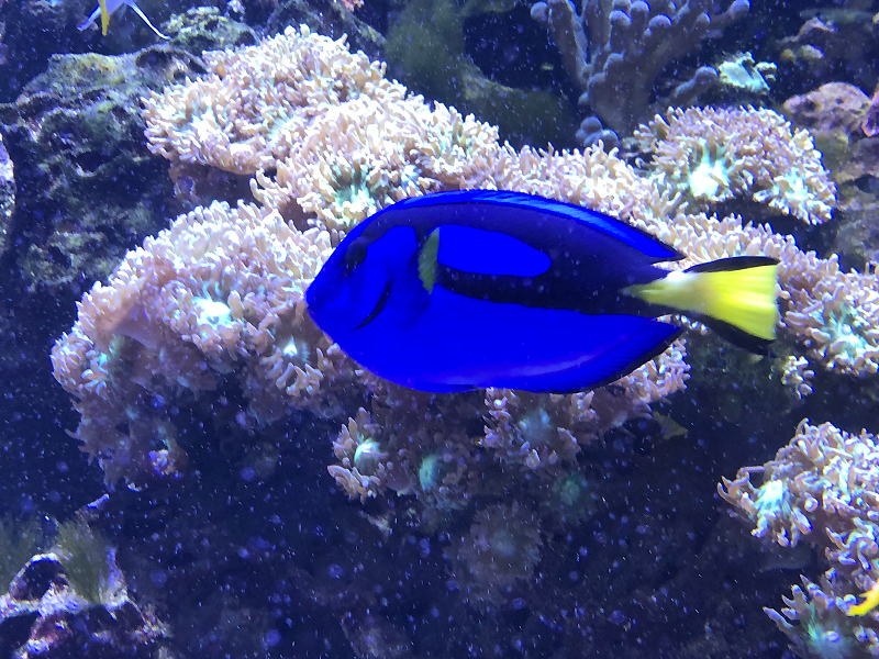 Poisson Dory Aquarium tropical de Paris