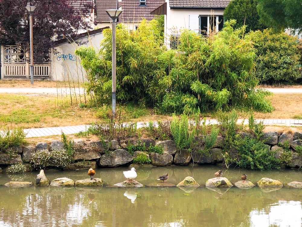 Animaux Canal de l'Ourcq