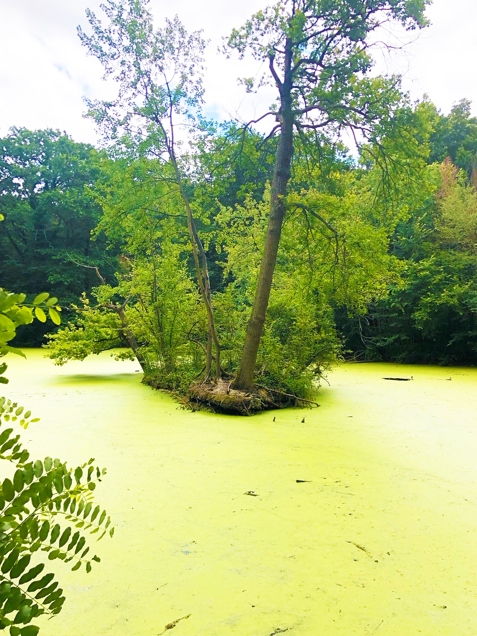 Étang du Parc de la Poudrerie