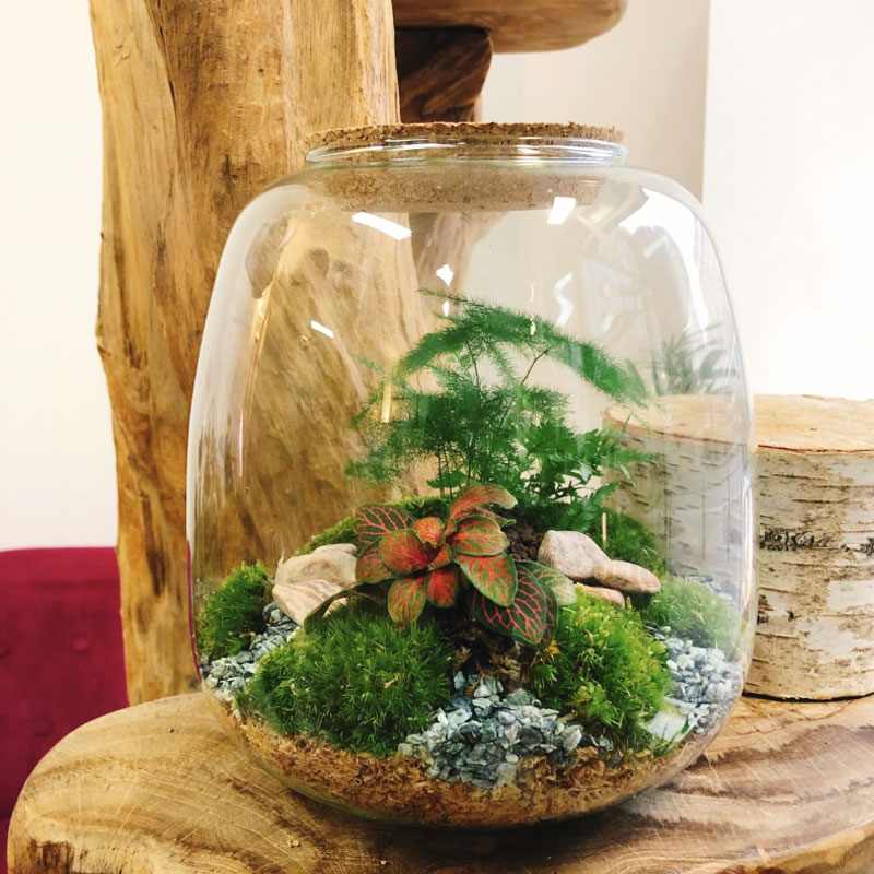 Terrarium