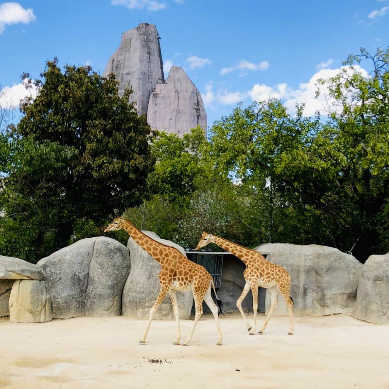 Zoo de Paris