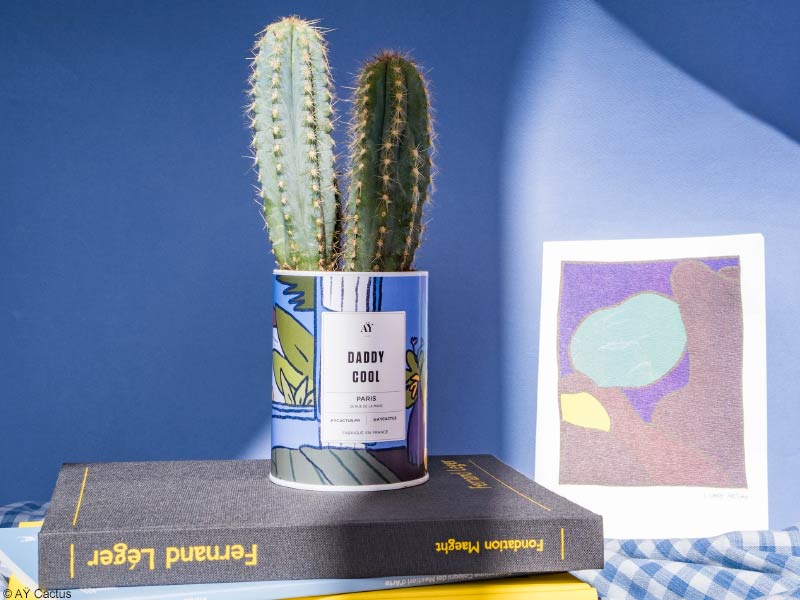 Cactus Daddy Cool