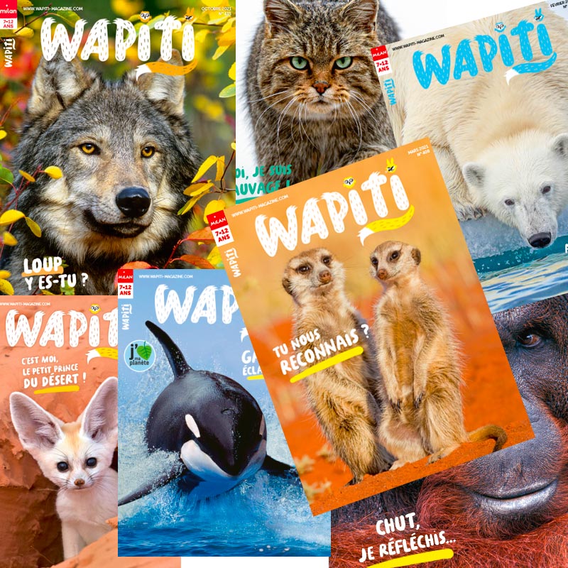 Magazine Wapiti