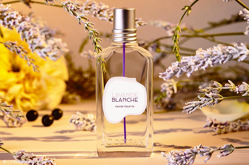 Lavande blanche L'Occitane en Provence