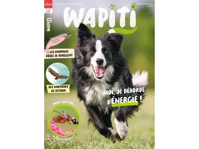 Wapiti